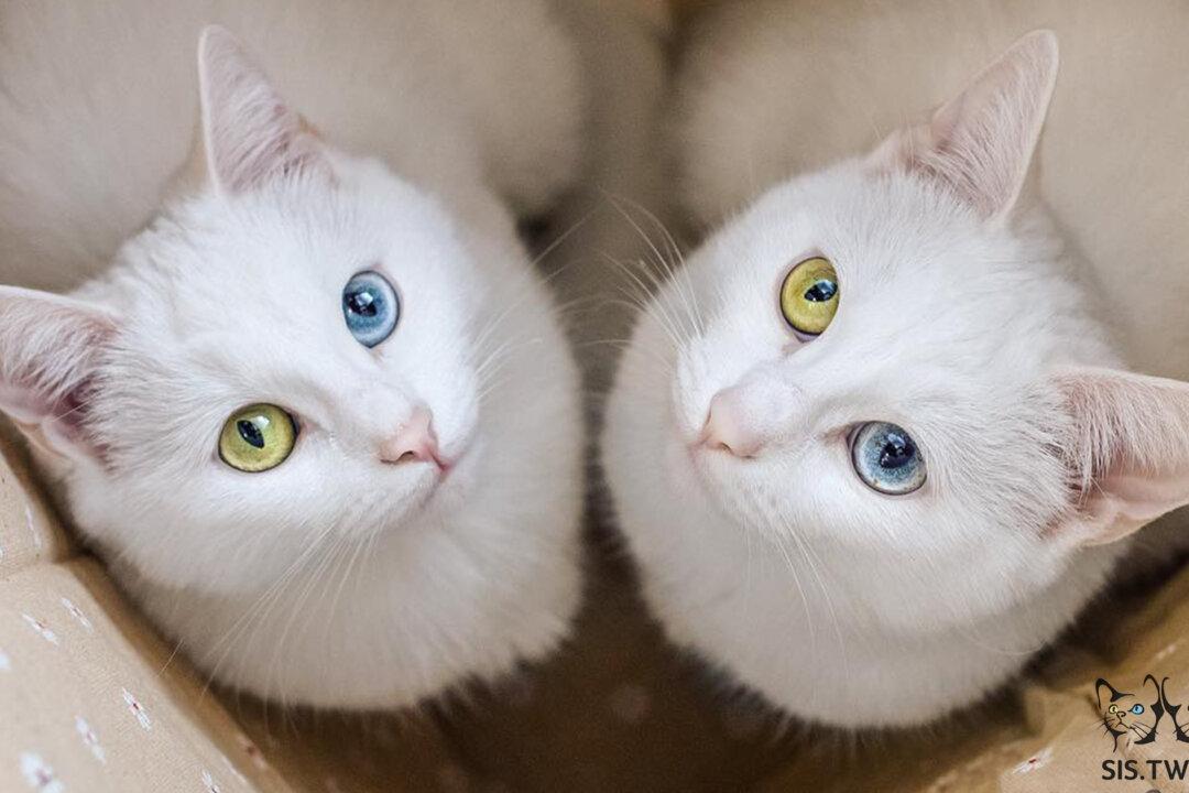 PHOTOS: Meet These Adorable Twin Cats Who Have the Most Beautiful Eyes