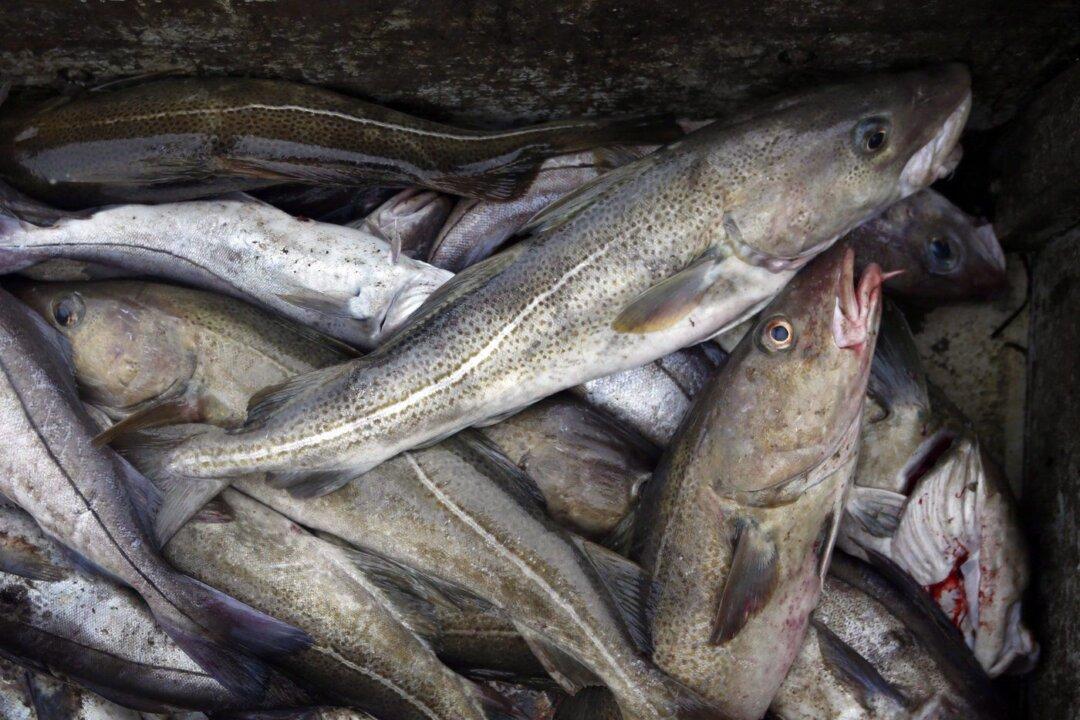 Fish’s Resilience to Ocean Warming Defies Climate Alarmism, New Research Suggests