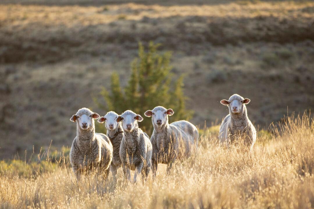How an Oregon Sheep Ranch Is Carrying on the Heritage of American Wool—and Shepherding It Into the Future