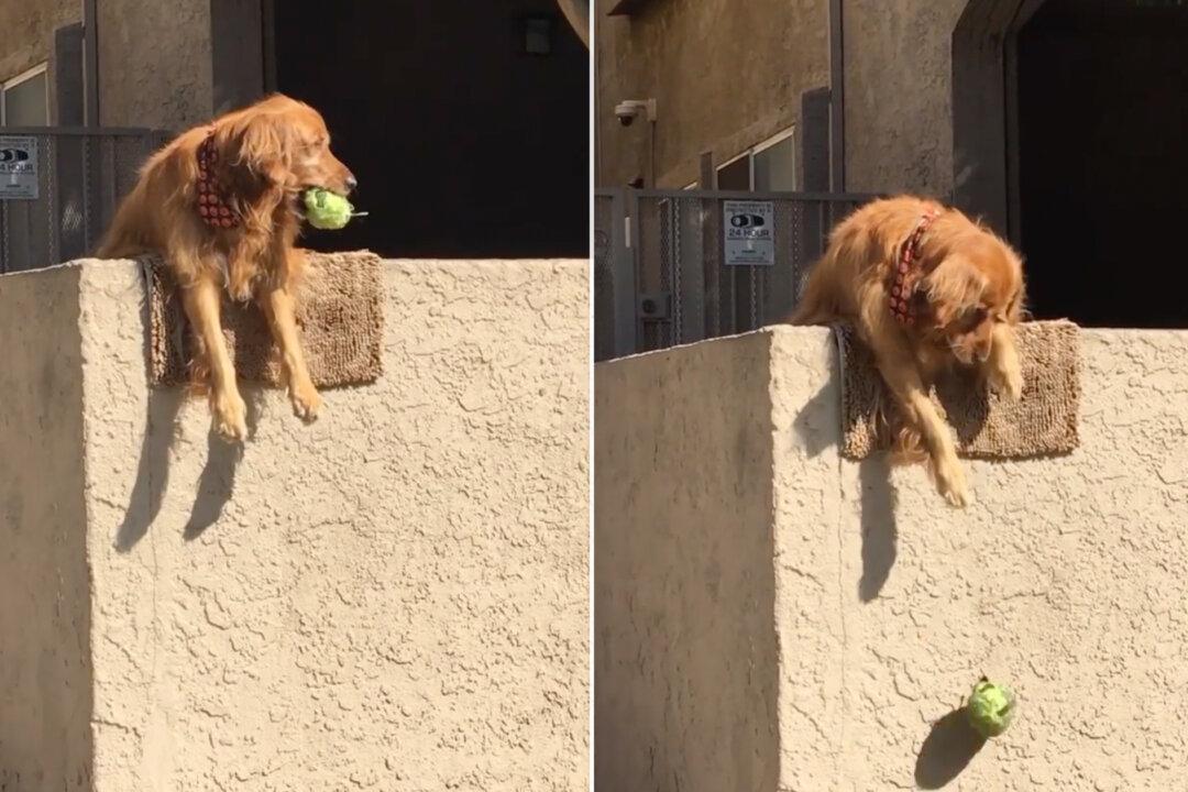 Golden Retriever Hangs Off Wall and Drops Balls, Asking People to Play—It Works Every Time