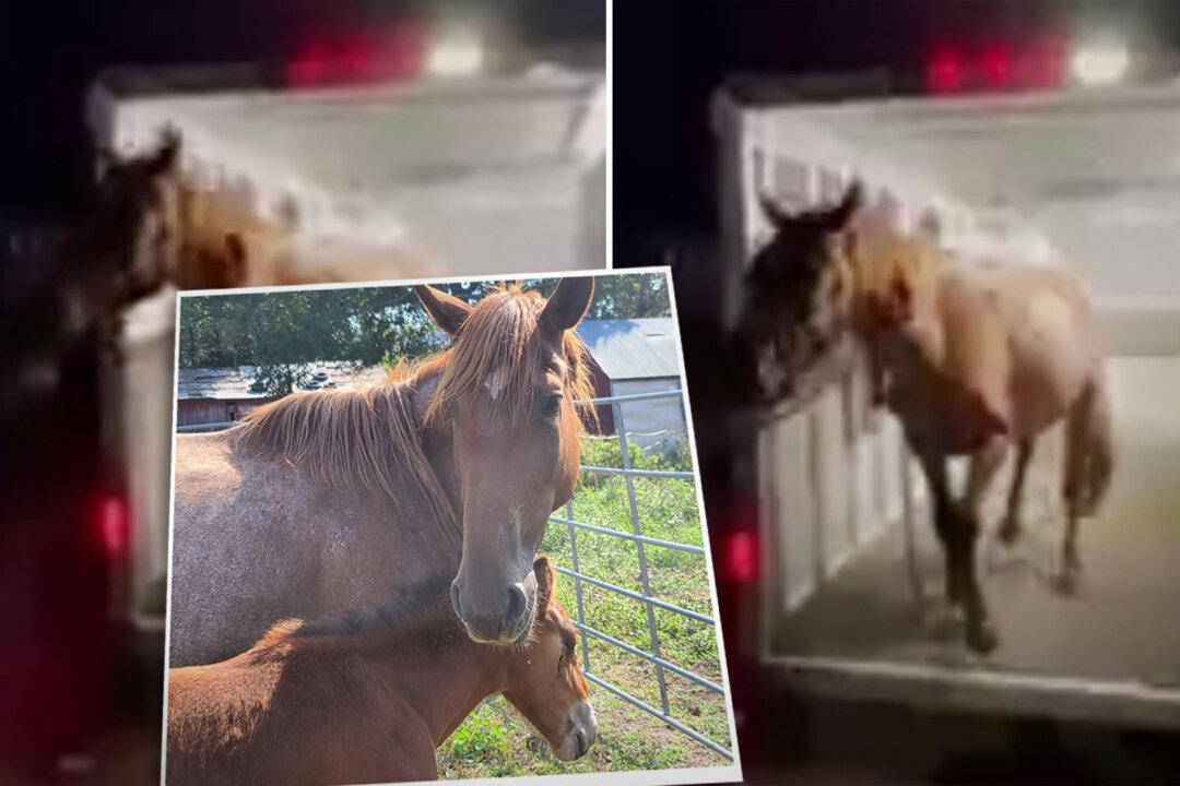 VIDEO: Baby Horse Joyfully Reunited With Mom by Rescuers Who Save Her From Kill Pen Just in Time
