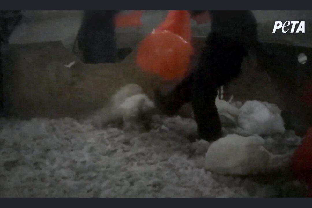 11 Turkey Farm Workers Charged With Cruelty Caught on Video