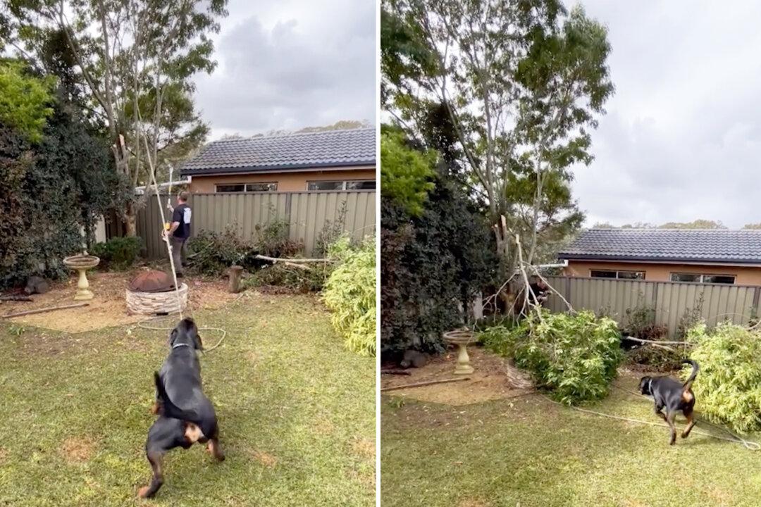 VIDEO: Helpful Rottweiler Assists His Owner in Cutting a Tree Branch