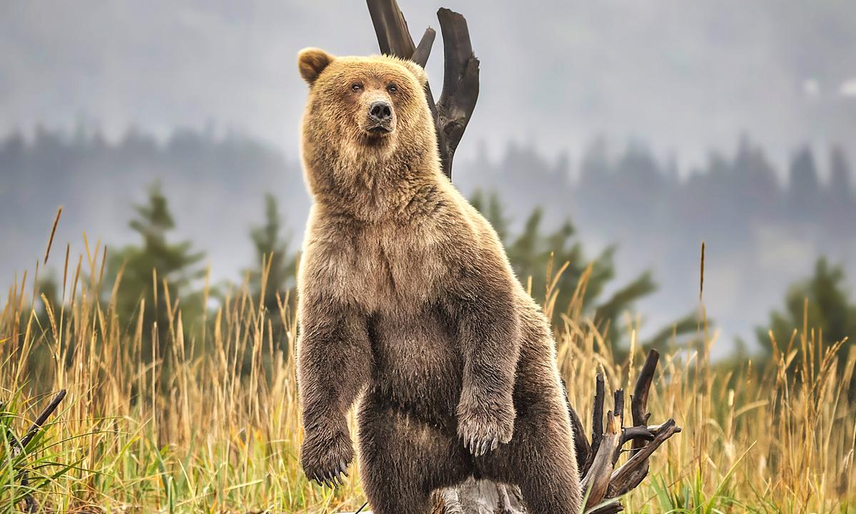 Photos: Big Brown Bear Enjoys Scratching Itchy Back Against Tree Marked by Siberian Tigers