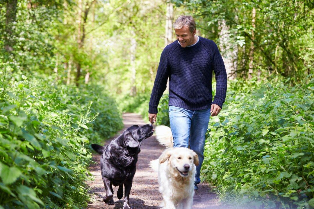 Four Tips to Help Your Dog Lose Weight