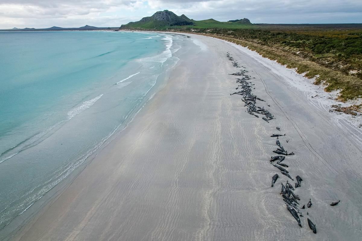 Almost 500 Whales Die in Two Mass Strandings in Remote Chatham Islands
