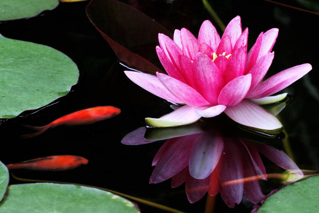 Fall Care for Water Gardens