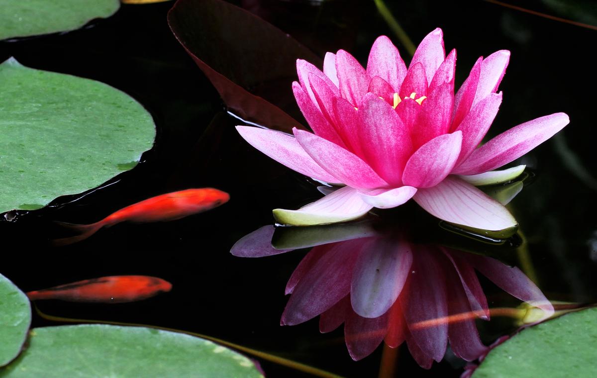 Fall Care for Water Gardens