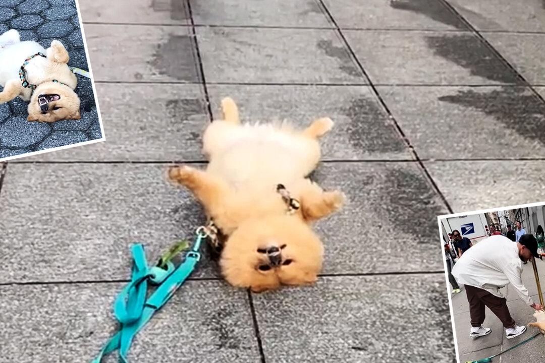 VIDEO: Dog Plays Dead on Busy NYC Streets, Seeking Belly Rubs From Strangers