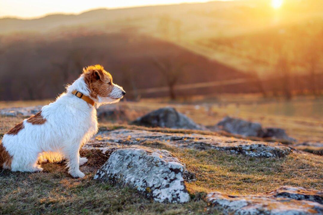 How Do I Know If My Dog Is Smart?