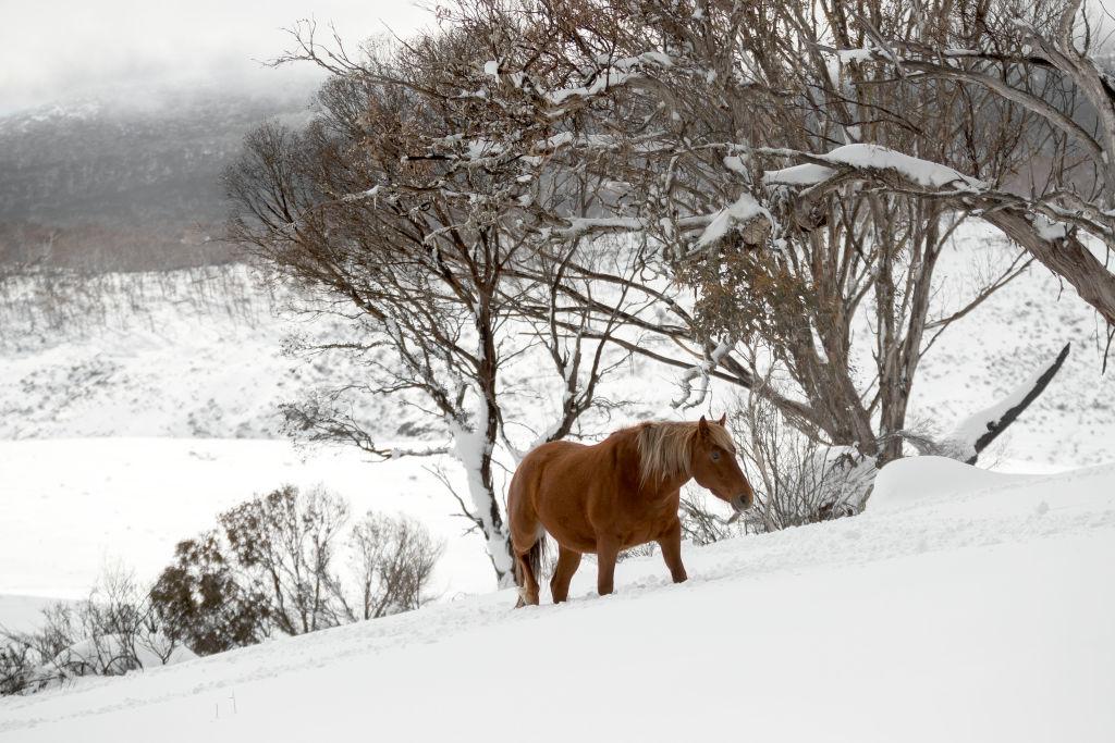 Australia’s Snowy Mountians Feral Horse Population Explodes