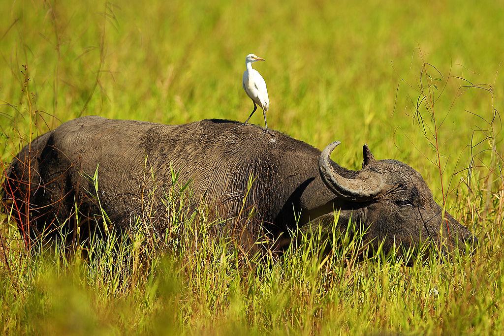 Pledge to Cut Methane Fails to Include World’s Largest Feral Populations: Regional Australian MP