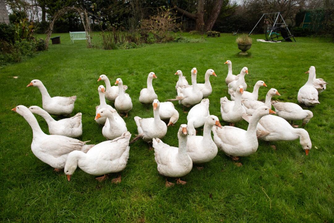 Bird Flu Prevention Zone Declared Across Britain Amid ‘Largest Ever Outbreak’