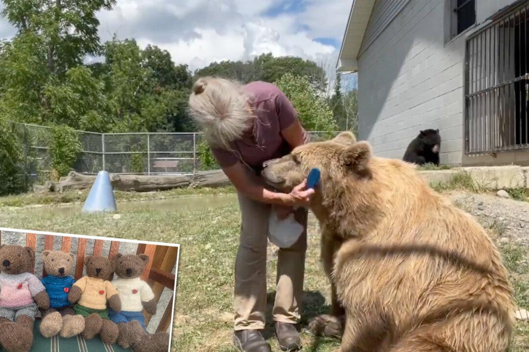 Sweet Rescued Bears Have Their Fur Brushed to Make Fuzzy Knitted Christmas Toys