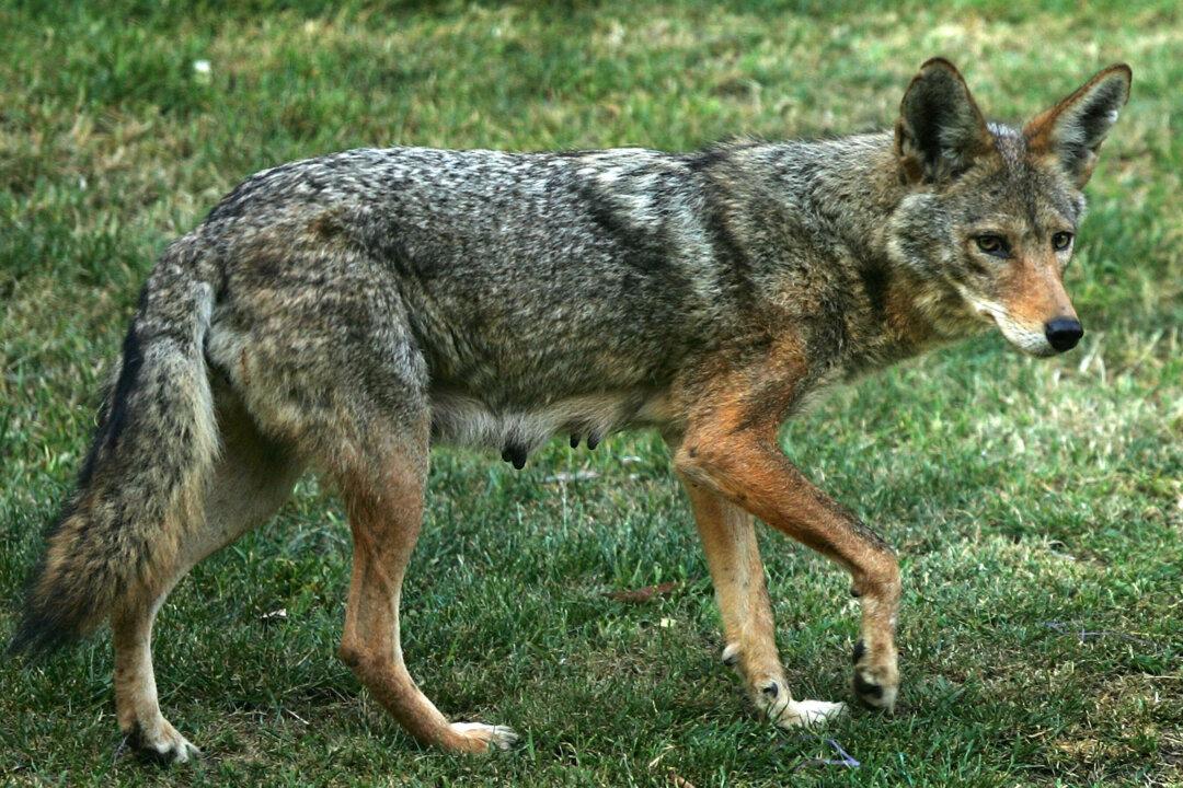 Pack of Coyotes Surrounds Dog Walker in Massachusetts