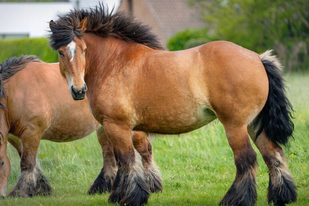 9 Breathtaking Draft Horse Breeds With Long Flowing Manes and Beautifully Feathered Fetlocks
