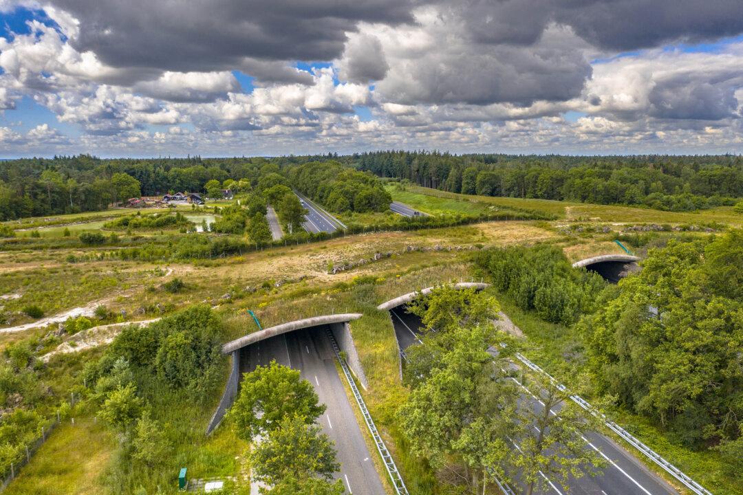 Wildlife Crossings Over Highways Save Human Lives, Too