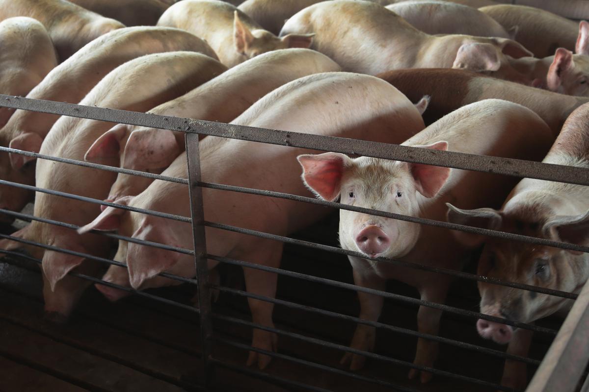 Pork Producers Say California Regulation Challenged in Supreme Court Would Impose Huge Costs