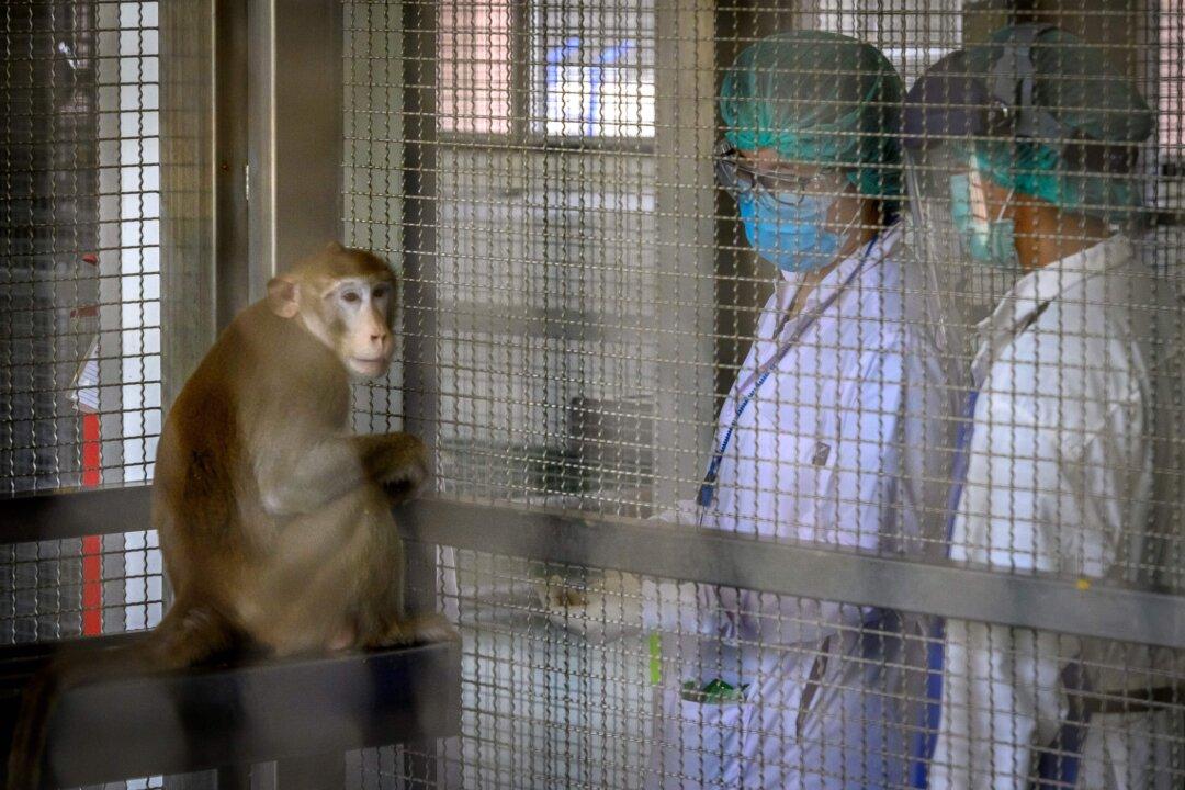 US Animal Welfare Organization Calls for Shipment of 1,000 Lab Monkeys Not to Be Returned to Cambodia