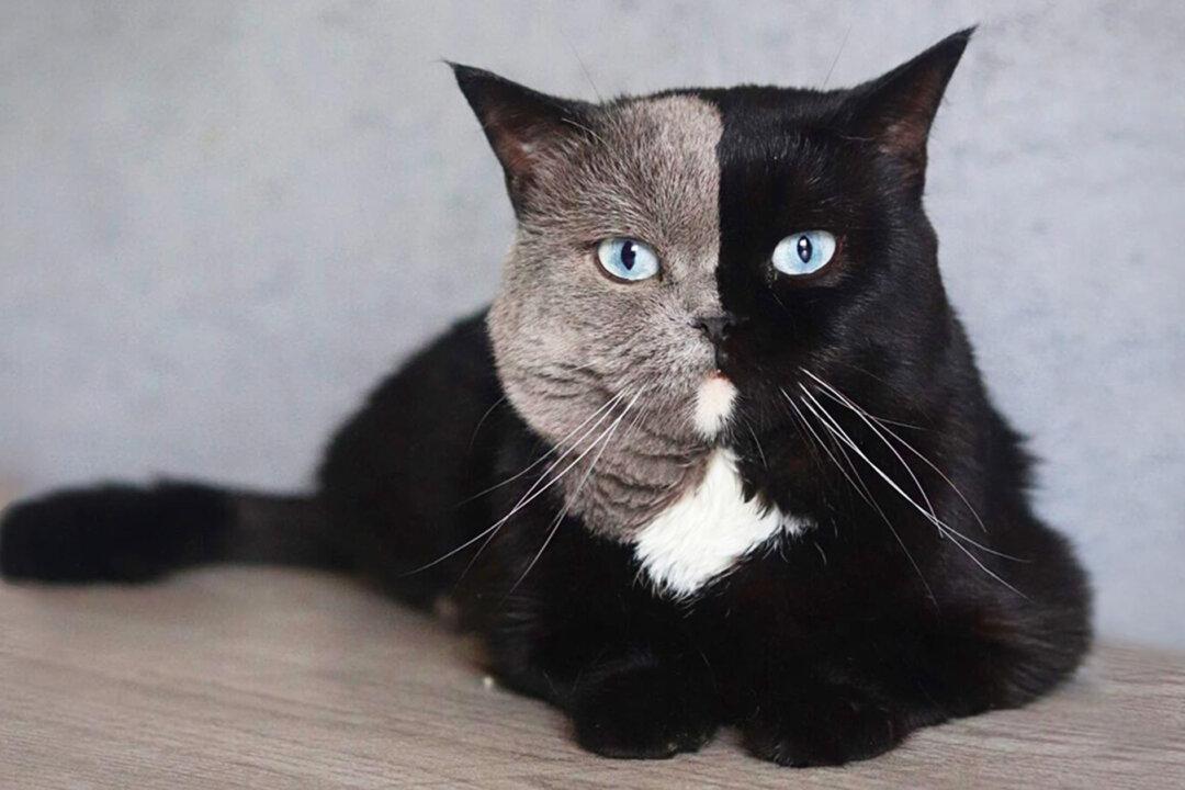 PHOTOS: Rare Cat With ‘Two-Faced’ Coloration Will Steal Your Heart—‘He Is so Unique’