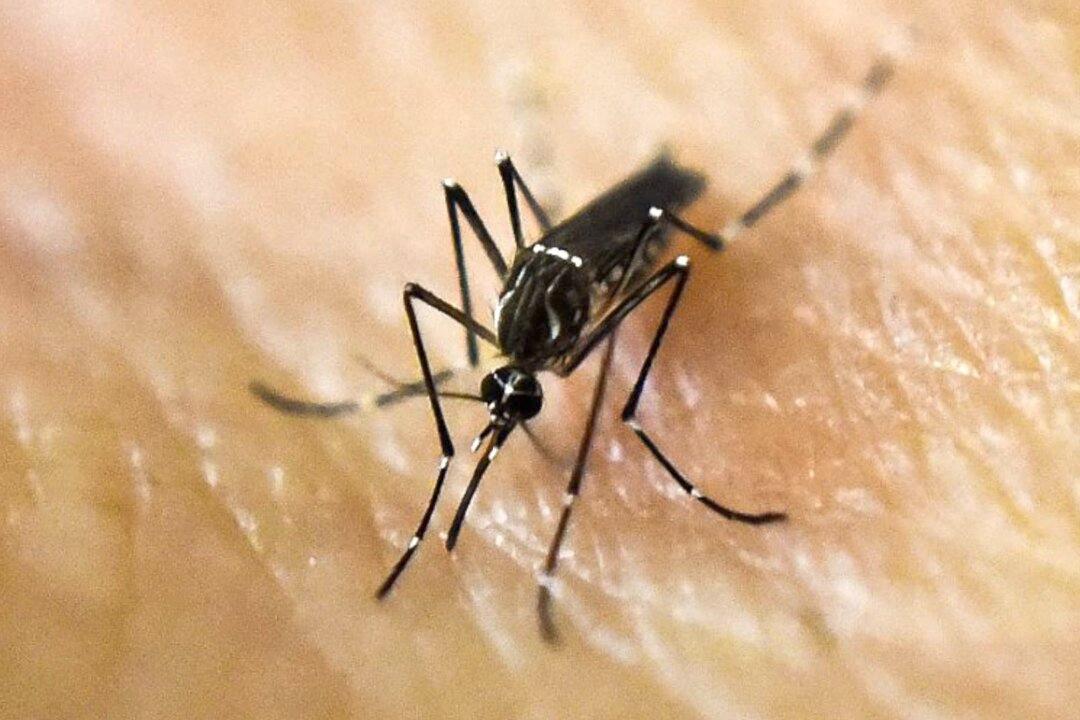 Study Finds Some People Are ‘Mosquito Magnets’ Due to Body Odor