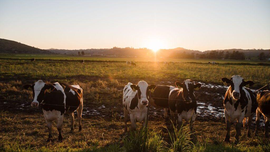 US Cattle Inventory Forecast Falls to Lowest Level in Nearly a Decade: USDA