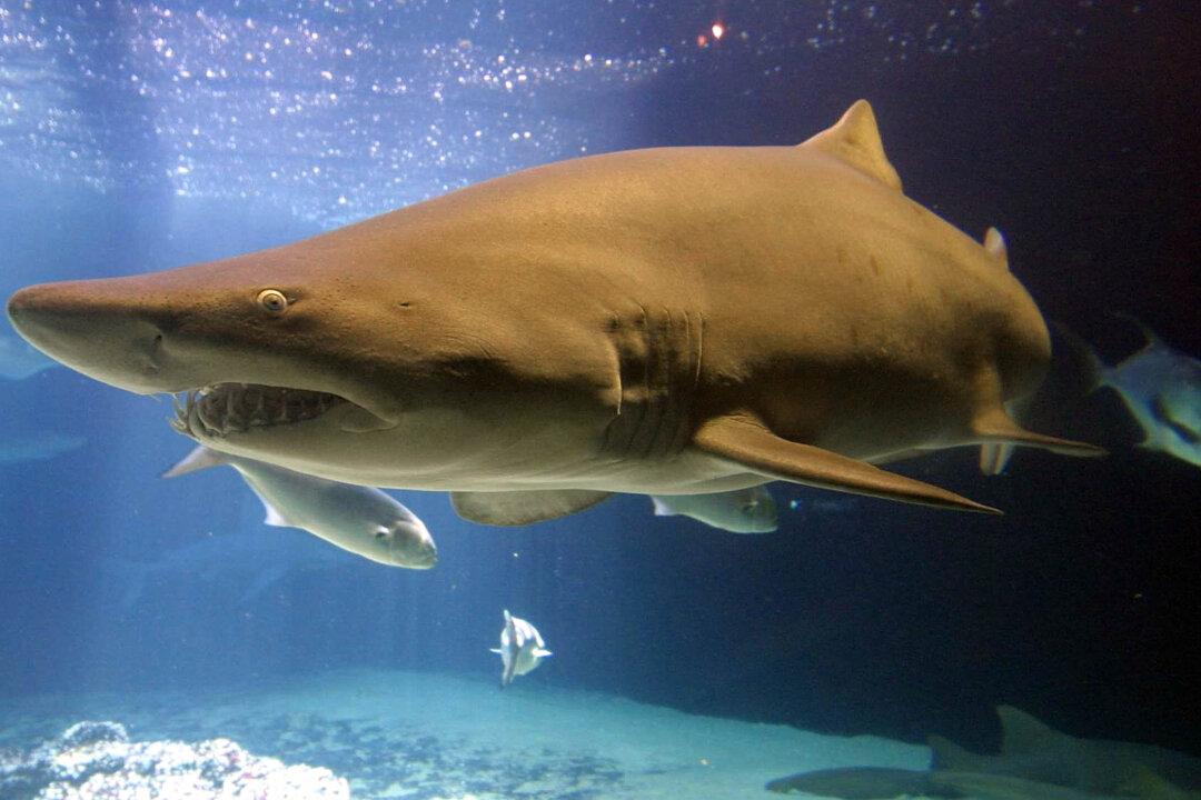 Where Do Fish Go for Scratch Relief? Their Predators