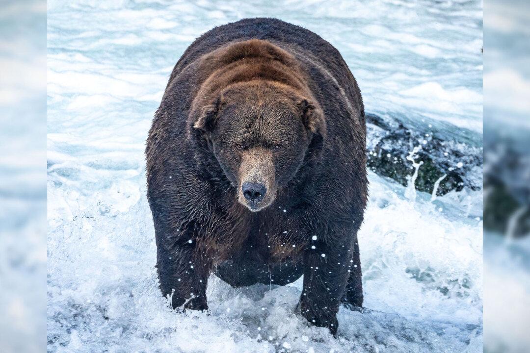 Stuffed With Salmon: Brown Bear ‘747’ Declared Champion of Annual ‘Fat Bear Week’ Ahead of Hibernation
