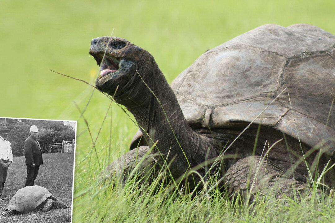 Meet the World’s Oldest Living Land Animal, Jonathan the Tortoise Who Is 190 Years Old
