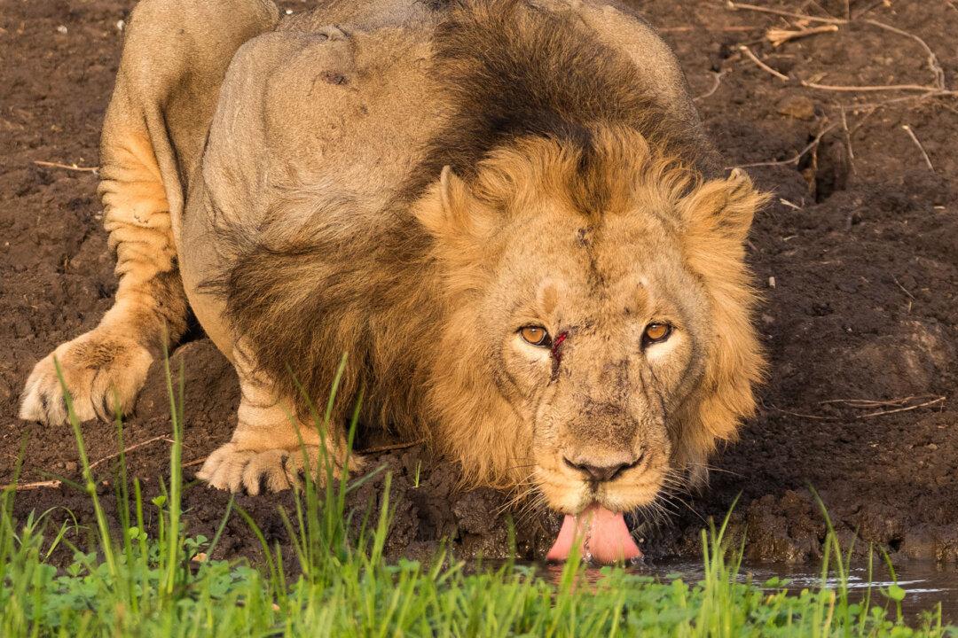 Photographer Snaps Once-in-a-Lifetime Lion Photo After 7-Hour Wait in Blistering Heat