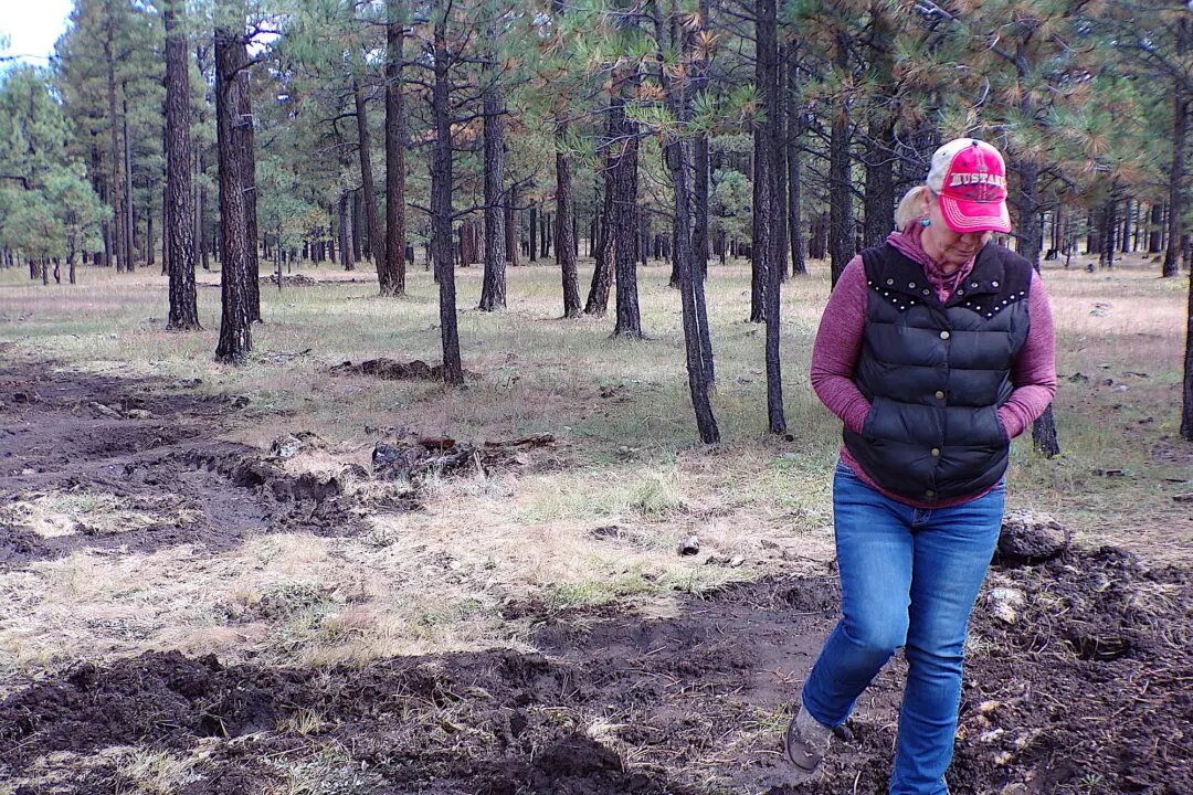 Who Is Killing Arizona’s Wild Horses?