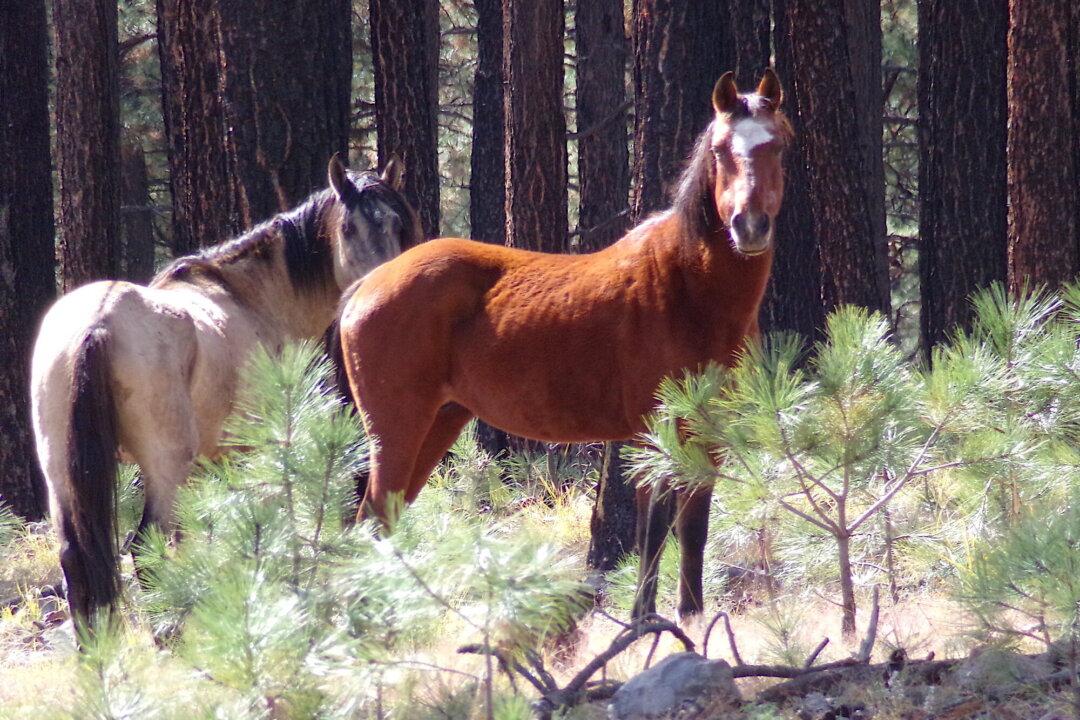 Mystery Deepens as 36 Alpine Wild Horses Are Shot and Killed in Arizona