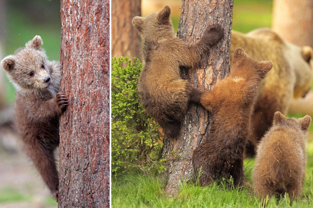 Peek-a-Bear: Photos of Bear Cubs Playing Hide and Seek Will Make You Smile