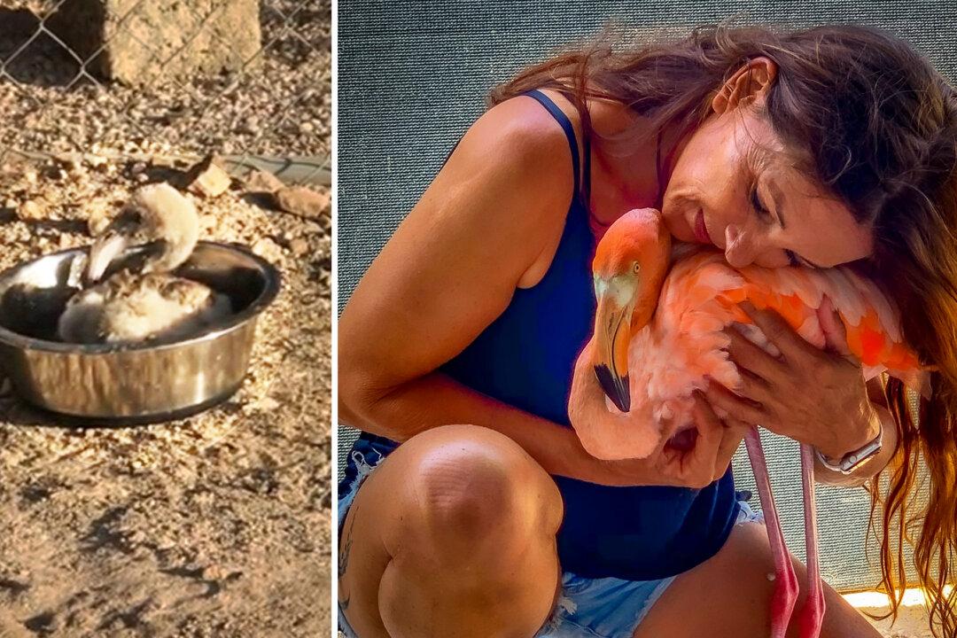 Woman Helps Raise a Baby Flamingo, Months Later, Bird Returns From the Wild and Runs to Her Rescuer