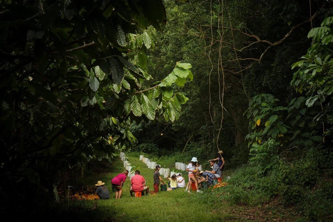 Visit Kauai to Tour, Taste Through One of America’s Only Working Chocolate Farms