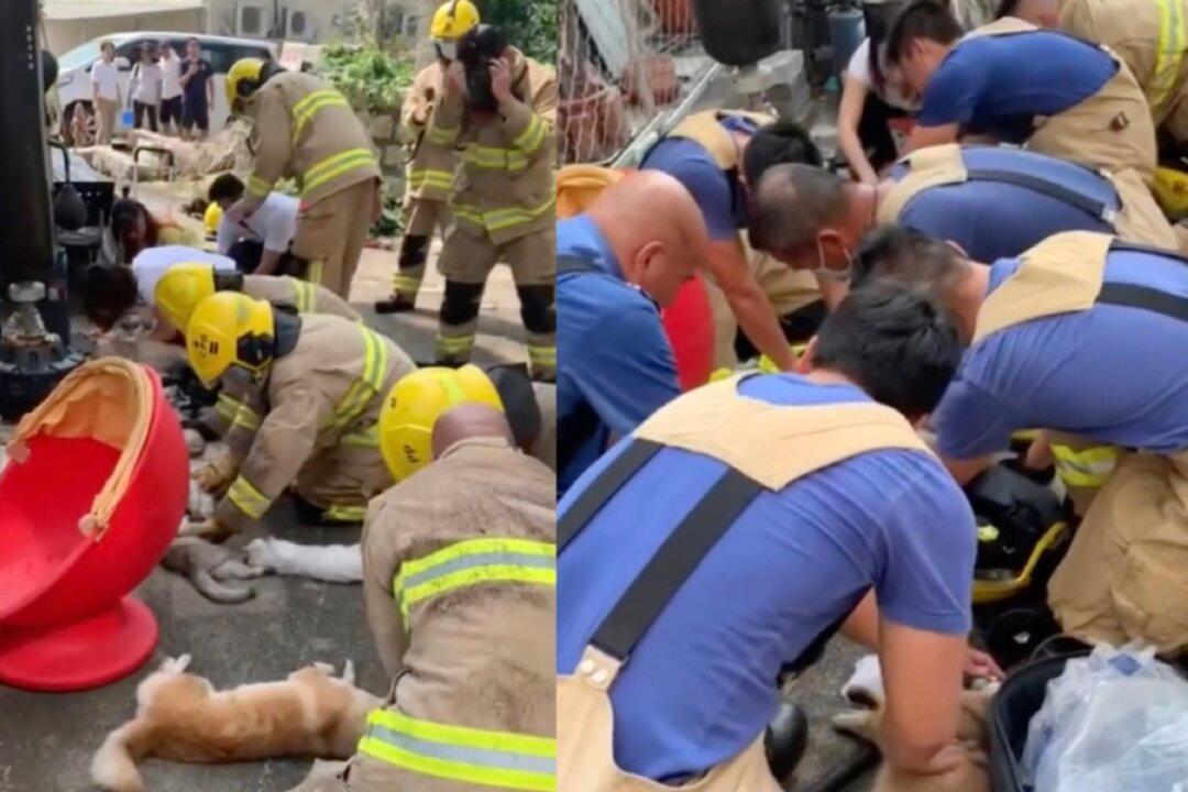 HK Firefighters Find 13 Cats and 1 Dog in Coma in Village House Fire