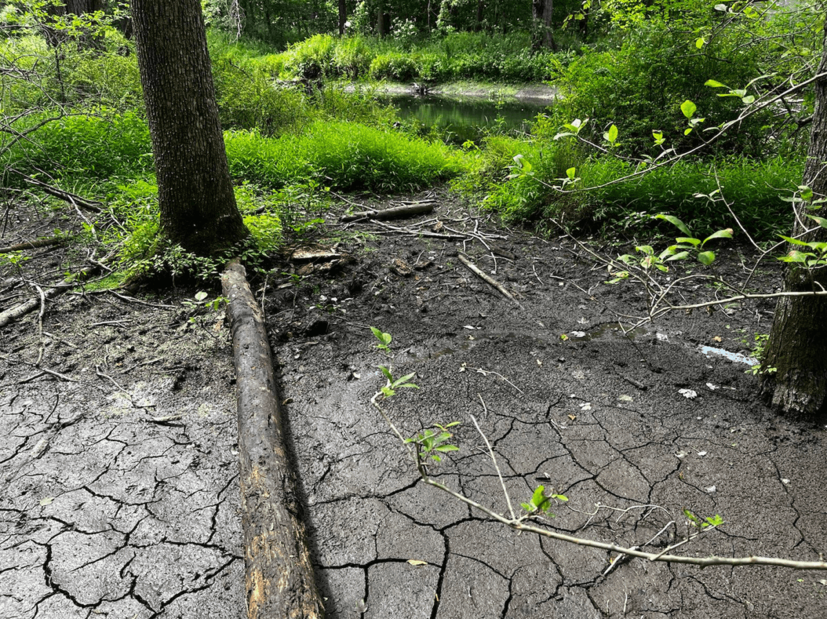 A dried up area on the Basha Kill riverbank in Deerpark, N.Y., on Aug. 30, 2022. (Courtesy of Dragon Springs)