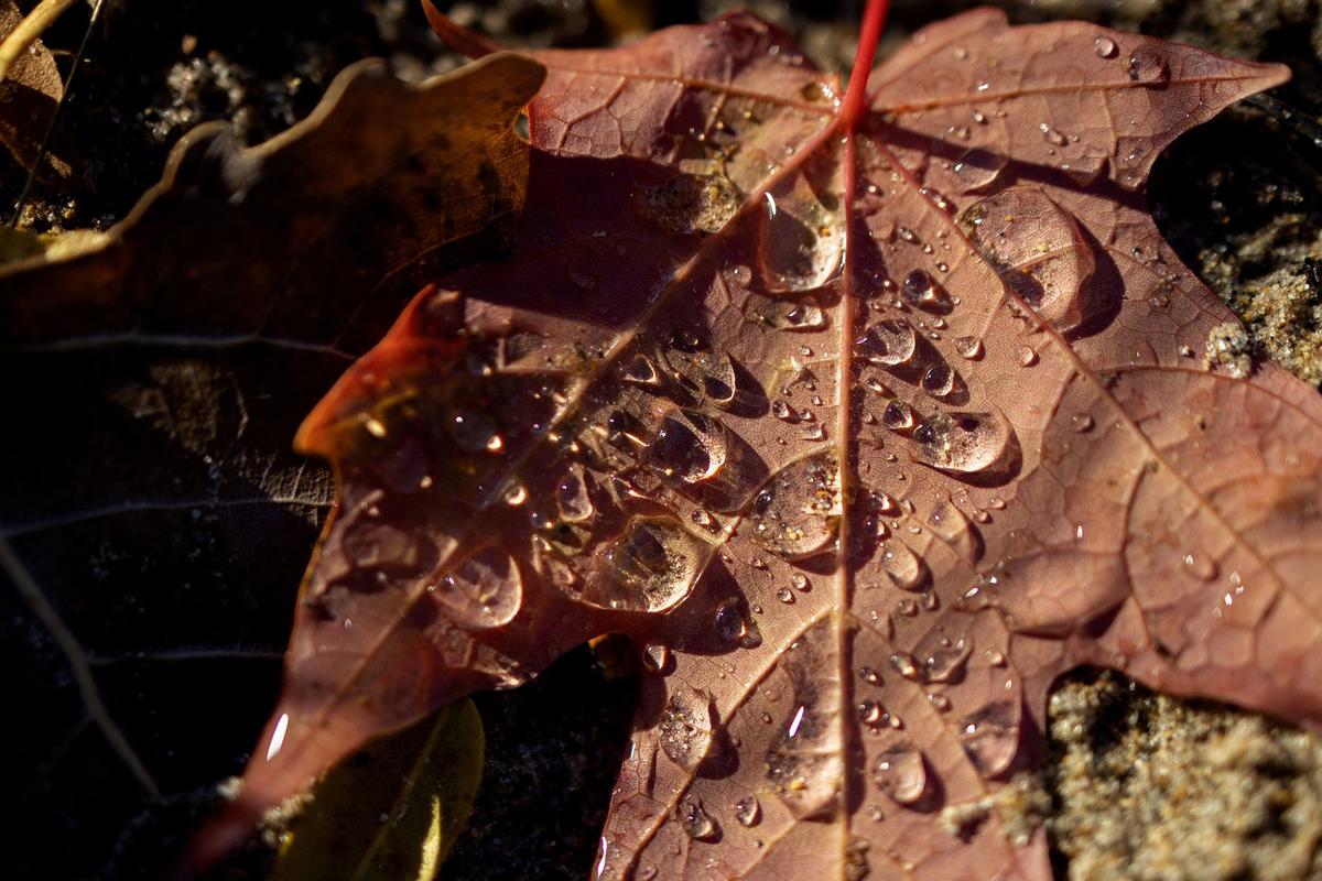 Colorful changing leaves at Gillson Beach in Wilmette, Illinois, on Oct. 12, 2022. (Erin Hooley/Chicago Tribune/TNS)