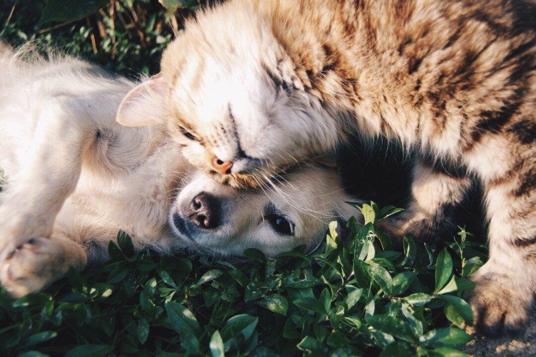 Easy Ways to Cut the High Cost of Pet Care