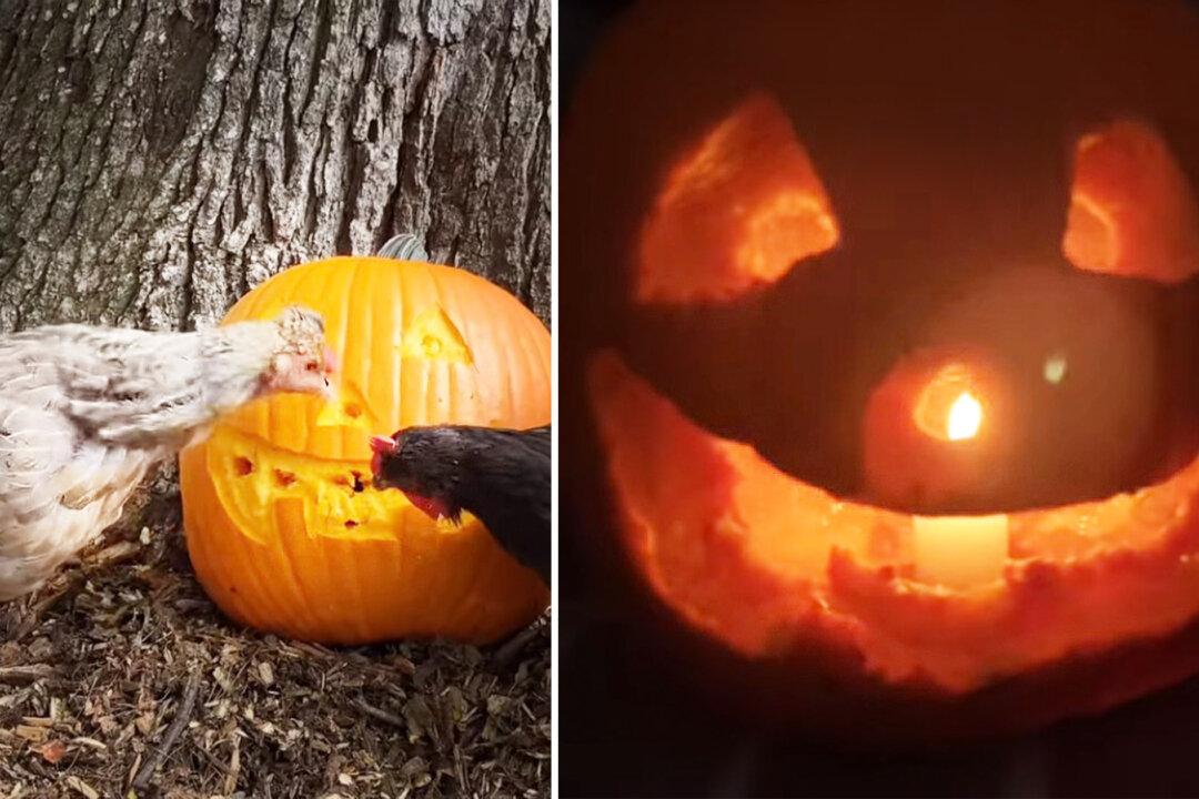 Homesteading Family Try ‘Chicken Pumpkin Carving’ Method With Brood—and It Works Amazingly Well
