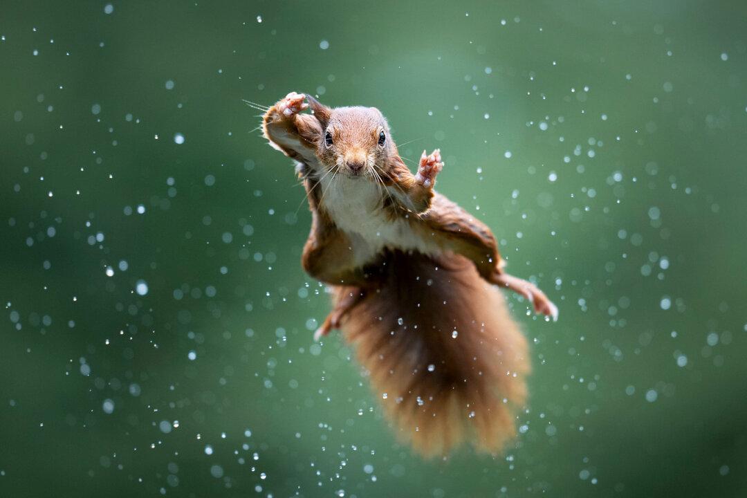 Comedy Wildlife Photo Awards 2022 Shortlist Revealed: Kung Fu Squirrels, Monkeys ‘Doing CPR,’ and More
