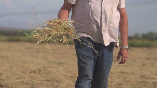 Rep. Doug LaMalfa (R-Calif.) holds the dry remains of unwatered rice on his property in California's Central Valley on Sept. 17, 2022. (The Epoch Times)