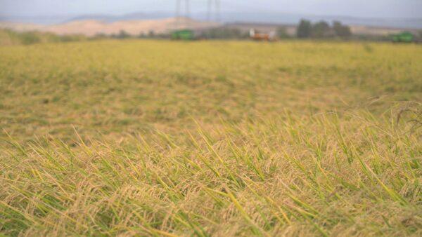 A dry field on Rep. Doug LaMalfa's (R-Calif.) property in California's Central Valley on Sept. 17, 2022.