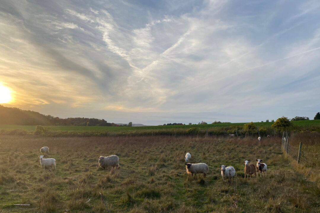 Against Communism and Liberalism, Christian Farmer Seeks to Glorify God Through Care of Land