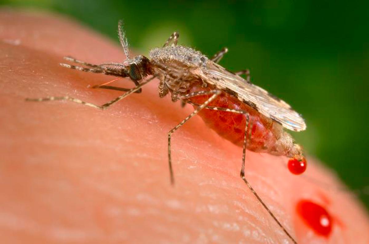 Disruptions From COVID-19 Response Led to 63,000 More Malaria Deaths
