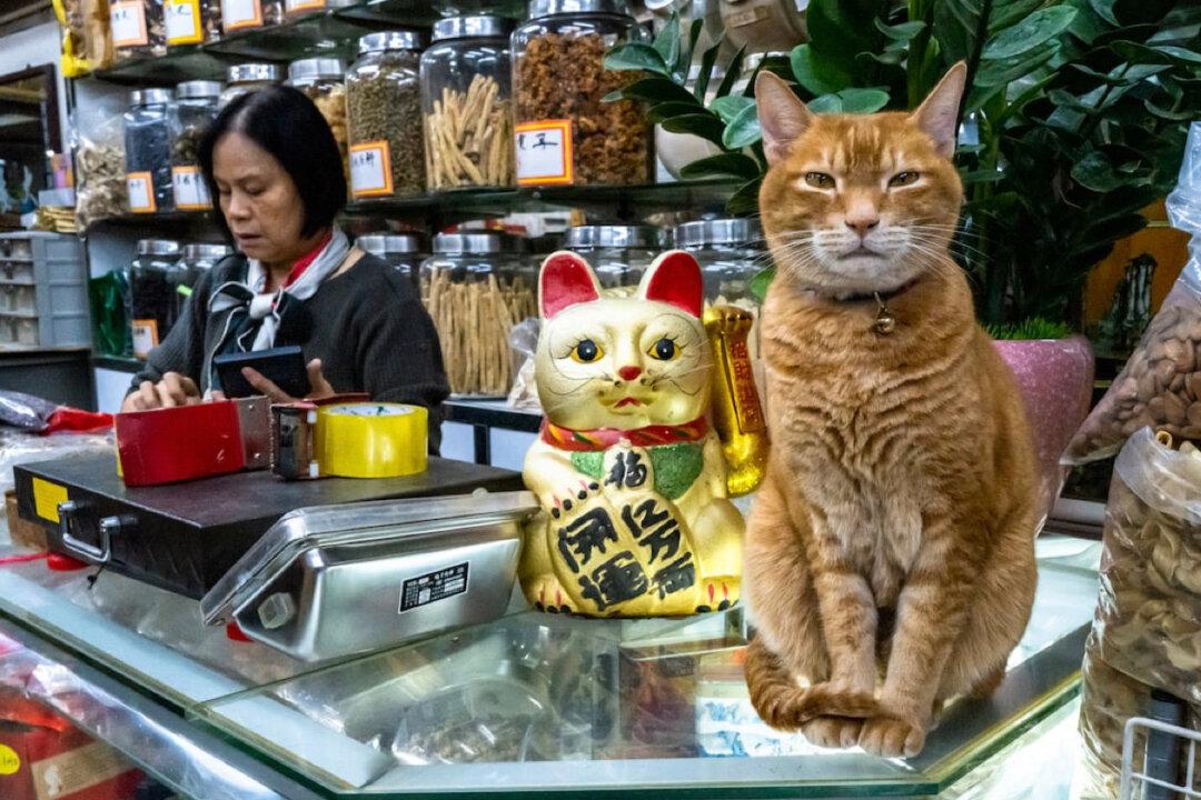 ‘Cat’s Eye’ Street Cat Photographer Publishes a Photo Album to Restore the Innocence of Human Nature