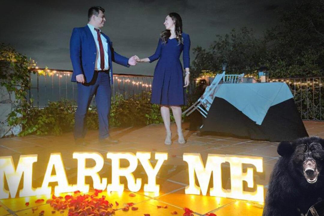 VIDEO: Wild Bear Hilariously Interrupts Marriage Proposal by Walking Across the Scene