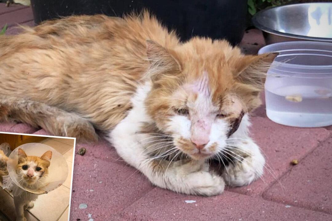 VIDEO: Sick Cat Picks Right Family to Ask for Help, Starting His New Life in Their Loving Home