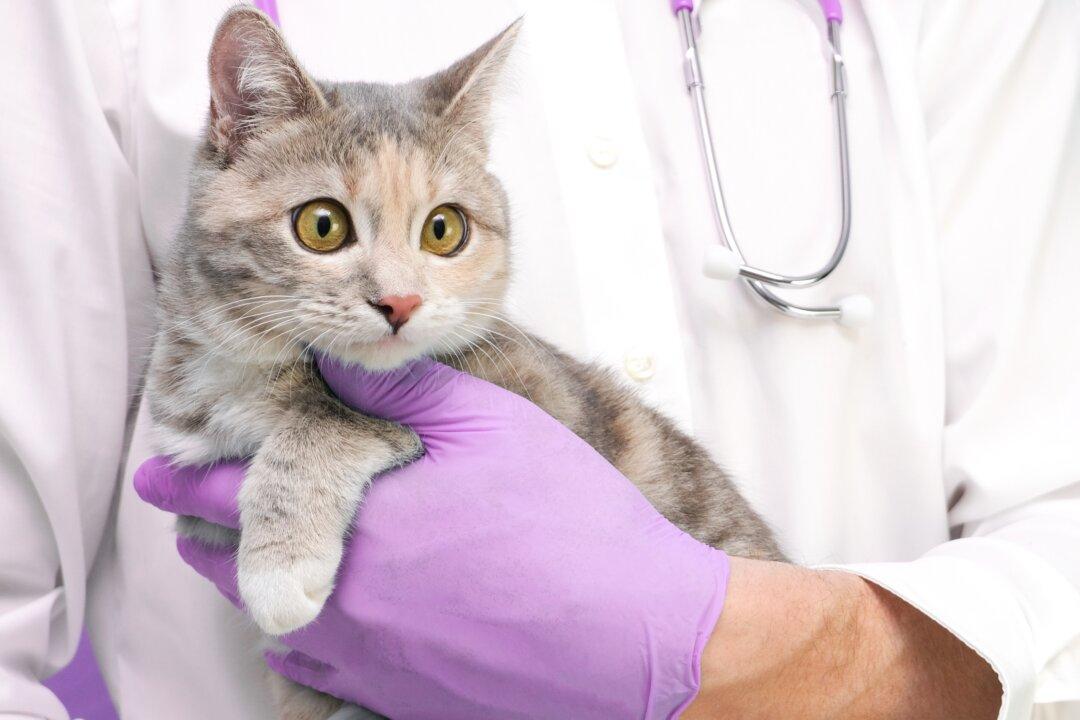 Simple Blood Test Detects Heart Disease in Cats
