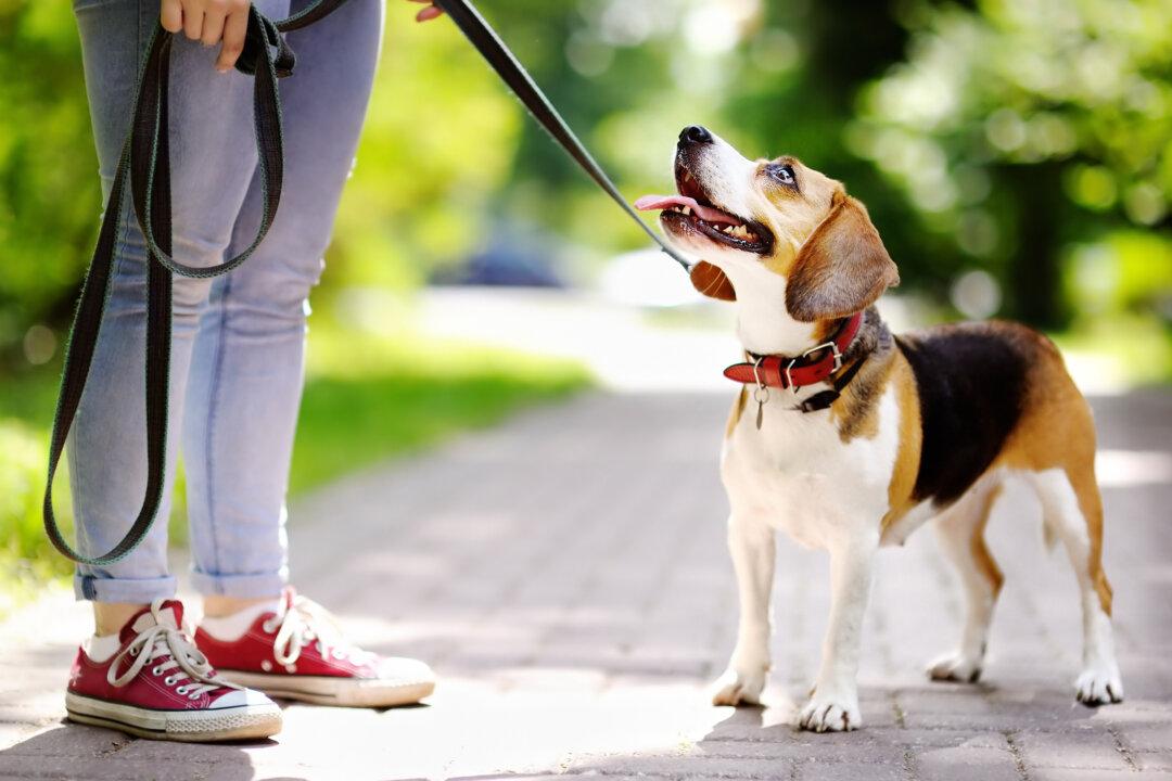 Should You Train Your Dog or Enroll in Obedience School?